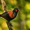Lalocnik sedlaty - Philesturnus rufusater - North Island Saddleback - tieke 5935